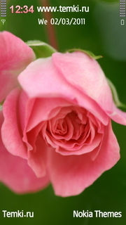 Роза для Samsung i8910 OmniaHD