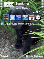 Щенок для Nokia N93i