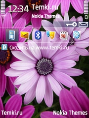 Хризантемы для Nokia N82