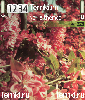 Цветы Повсюду для Nokia N72