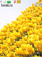Желтые тюльпаны для Nokia 7610 Supernova