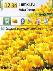 Желтые тюльпаны для Nokia C5-00 5MP