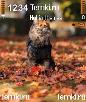 Кошечка для Nokia N70