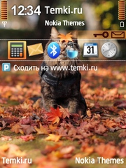 Кошечка для Nokia N76