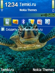 Морская черепашка для Nokia 6121 Classic