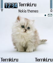 Котенок для Nokia 6680