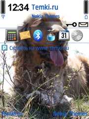 Спаниель для Nokia N79