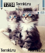 Голубоглазые котята для Samsung SGH-Z600