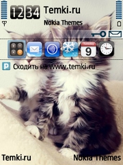 Голубоглазые котята для Nokia N95 8GB