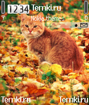 Рыжий кот для Nokia N70
