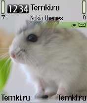Крысенок для Nokia N72