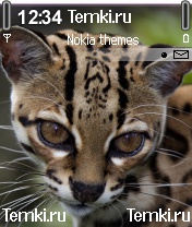 Глазастая кошка для Nokia 6630