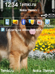 Немецкая Овчарка для Nokia N79