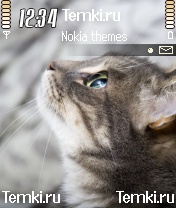 Скриншот №1 для темы Кошка