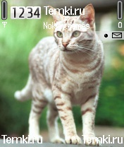 Кот для Nokia N72