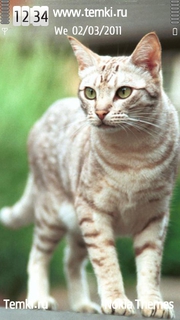Кот для Sony Ericsson Satio
