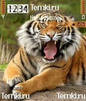 Сумасшедший тигр для Nokia 6260