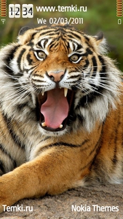 Сумасшедший тигр для Sony Ericsson Satio