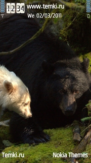 Првед,медвед для Sony Ericsson Kurara