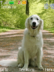 Собака для Nokia 6260 slide