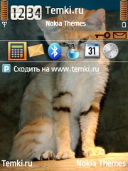 Барханная кошечка для Nokia N80