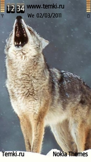 Волк в отчаянии для Sony Ericsson Kurara