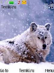 Волк в снегу для Nokia 6131 NFC