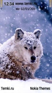 Волк в снегу для Nokia N97 mini