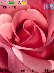 Розовая роза для Nokia 6300
