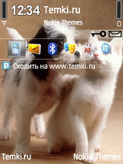 Как кошка с собакой для Nokia C5-00