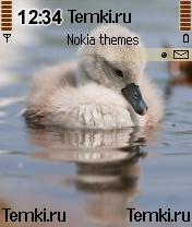 Уточка для Nokia N72
