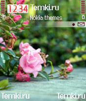 Розы для Nokia 6681