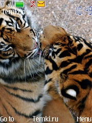 Парочка тигров для Nokia 6234