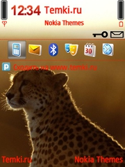Портрет гепарда для Nokia 6730 classic