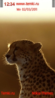 Портрет гепарда для Sony Ericsson Kurara
