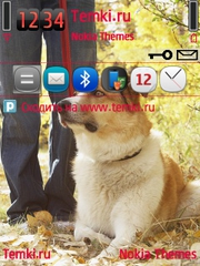 Пёс для Nokia N77