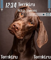 Забавная собачка для Nokia N70