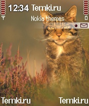 Усатый кот для Nokia N72