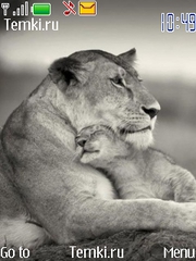 Львенок и его мама для Nokia C3-00