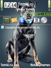 Собака для Nokia 6730 classic