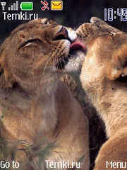 Львиный поцелуй для Nokia 3600 slide