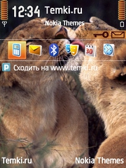 Львиный поцелуй для Nokia E62