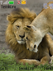 Любящие львы для Nokia 6260 slide