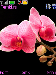 Ветка Розовой Орхидеи для Nokia 8800 Carbon Arte
