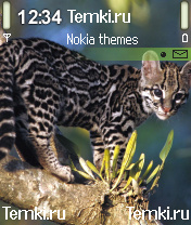 Странная кошка для Nokia N90