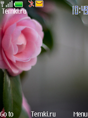 Розовый цветок для Nokia Asha 201