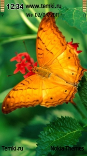 Бабочка на цветке для Nokia 5250