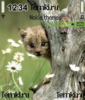Котёнок и ромашки для Nokia N72