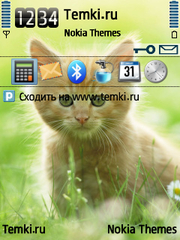 Котёнок для Nokia N96