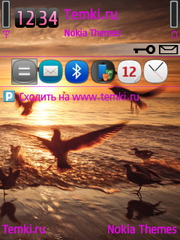 Чайки на закате для Nokia N77